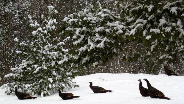 野火鸡站在佛蒙特州的雪地里