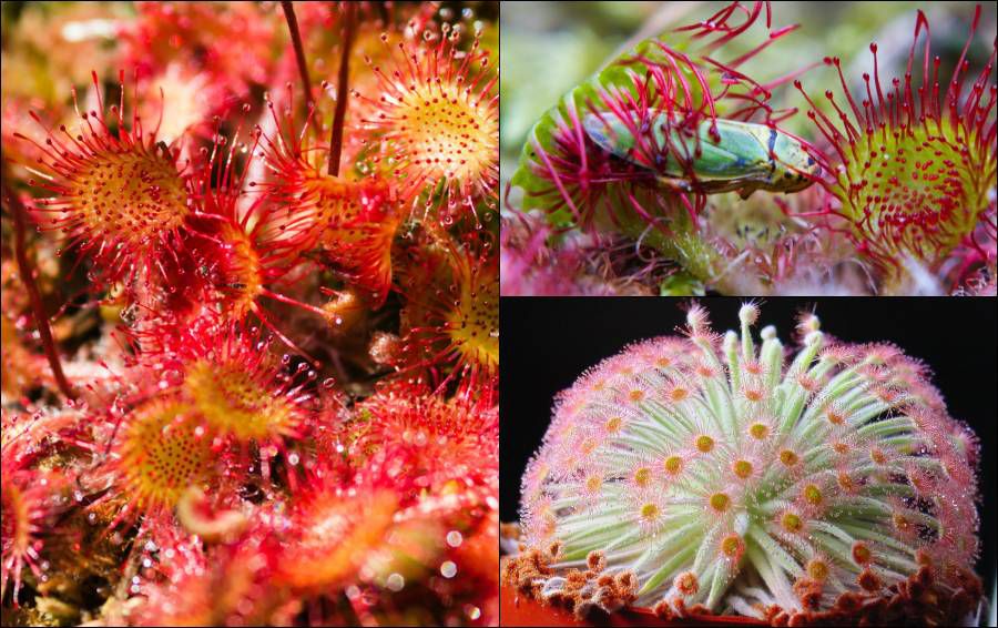 食肉植物:Drosera