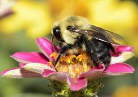 宏昆虫美国大黄蜂(Bombus pensylvanicus)授粉的花