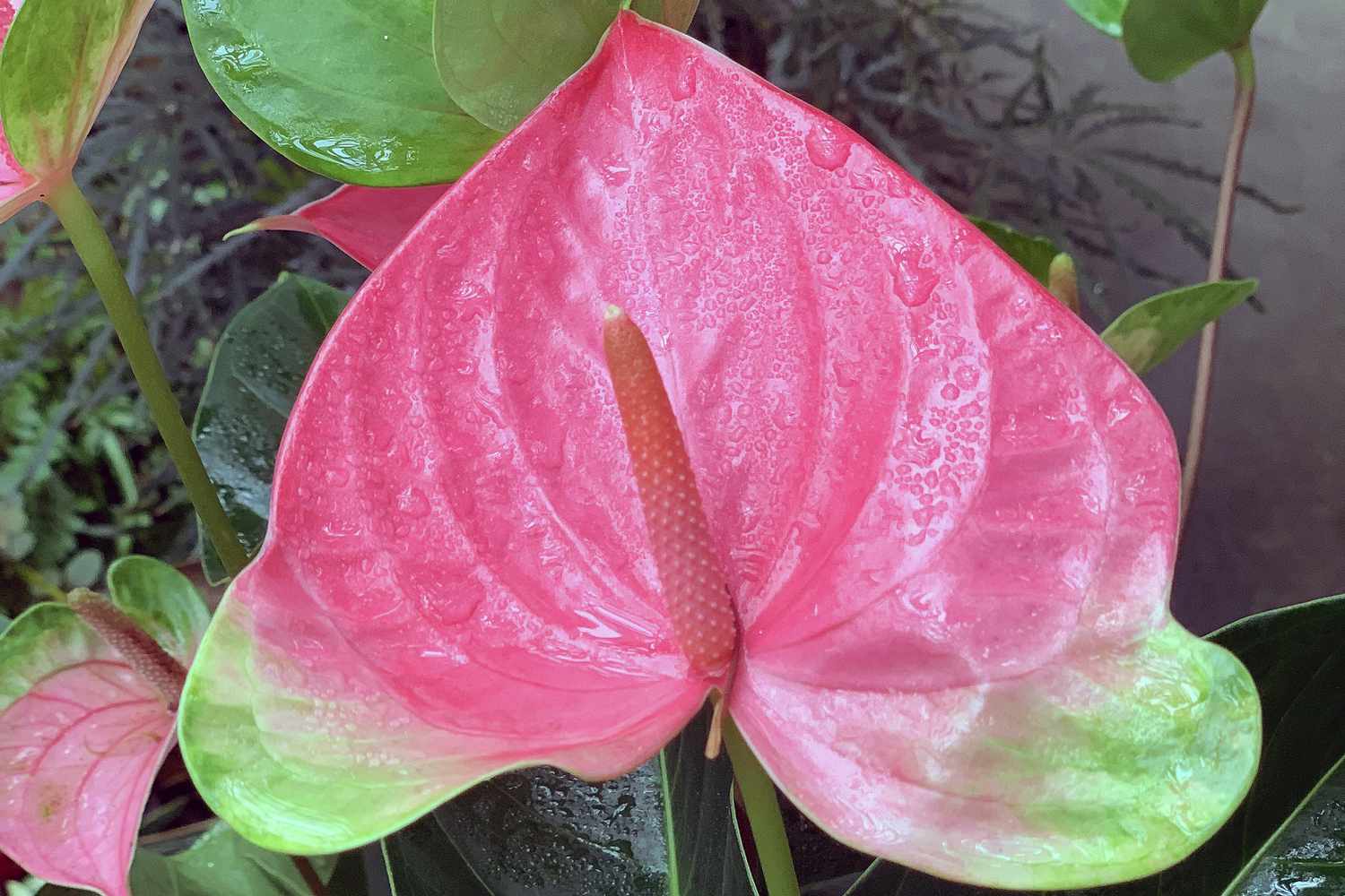 亮粉色的热带花卉植物红掌，有水滴＂width=