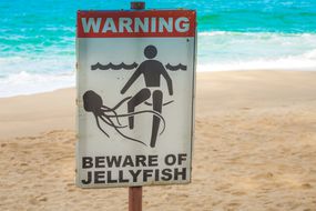 沙滩上的一个牌子上写着“警告:小心水母”，上面还有一张照片，上面一个人的腿上缠着水母的触须。