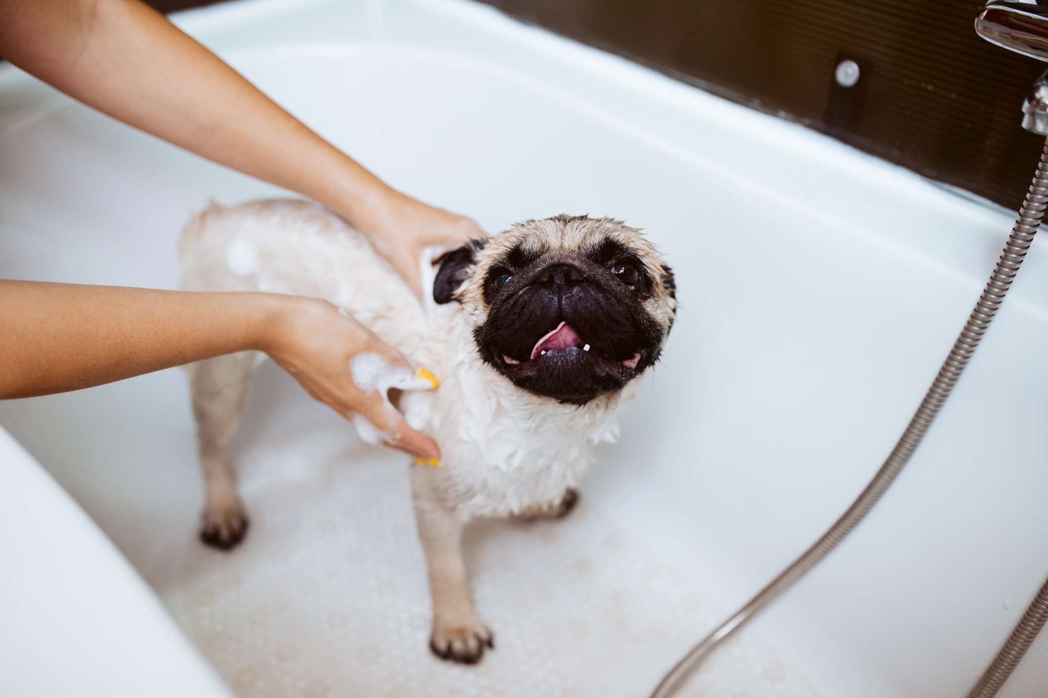 哈巴狗在美容沙龙洗澡。＂width=