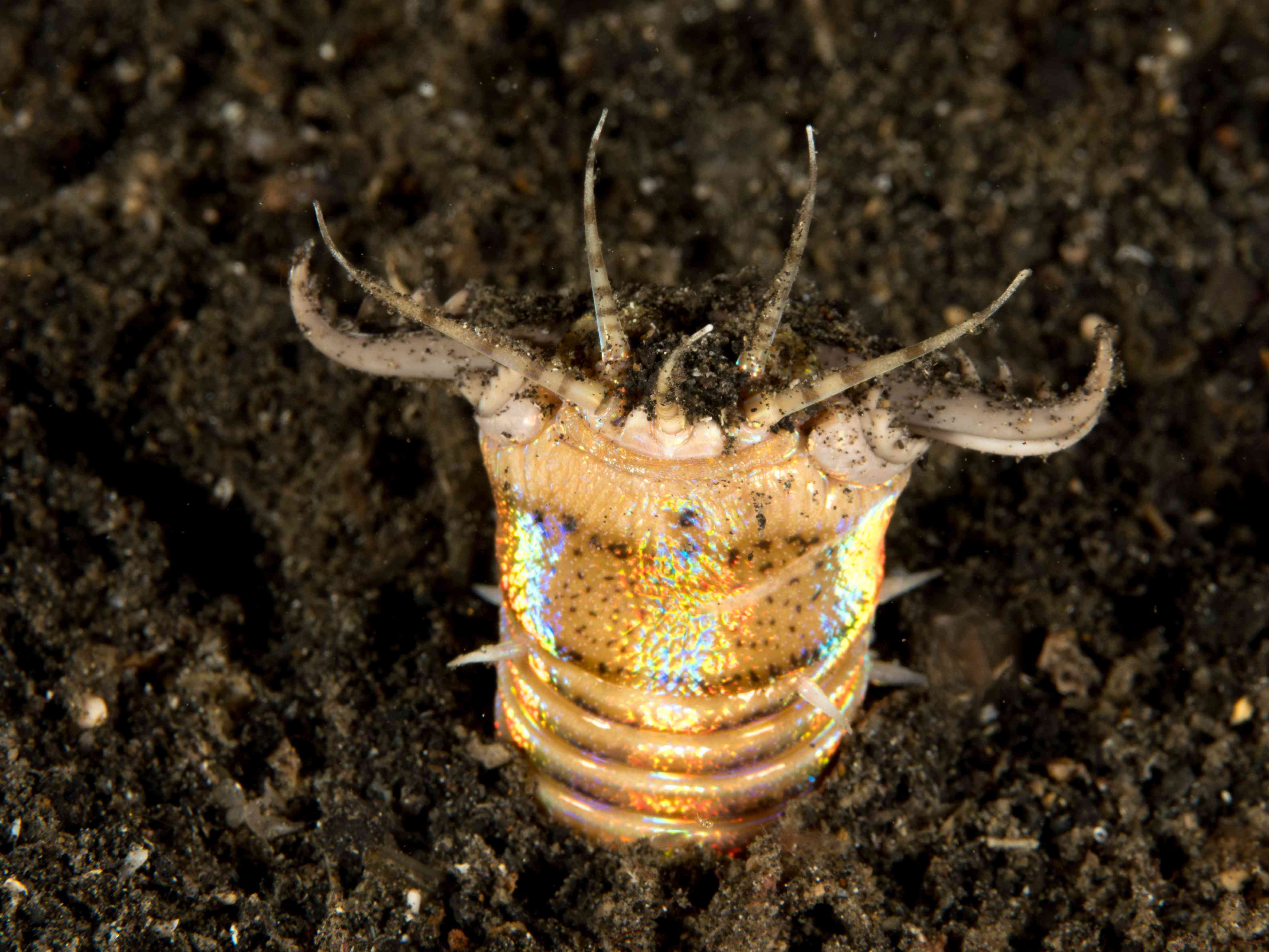 兰贝海峡的Bobbit worm＂width=