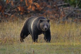 灰熊在黄石国家公园