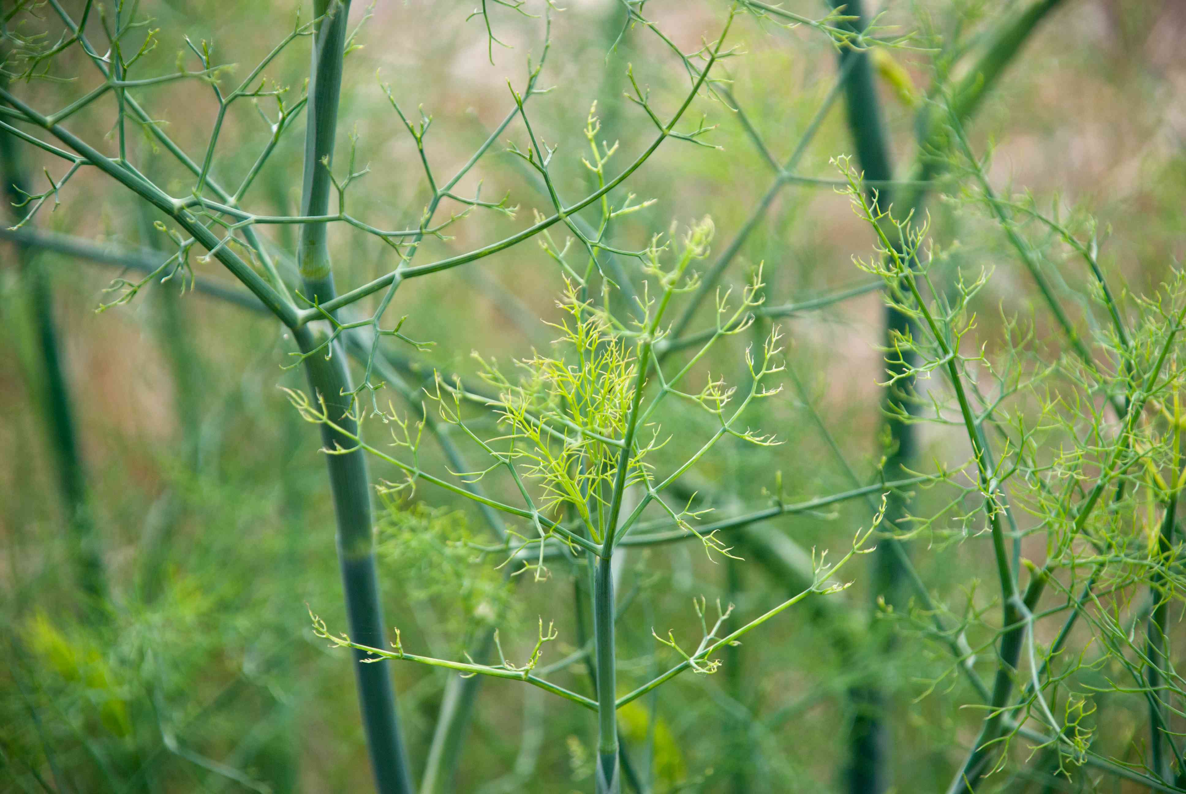 莳萝植物＂width=