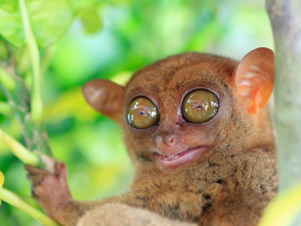 闭上tarsier，大黄色的眼睛“width=