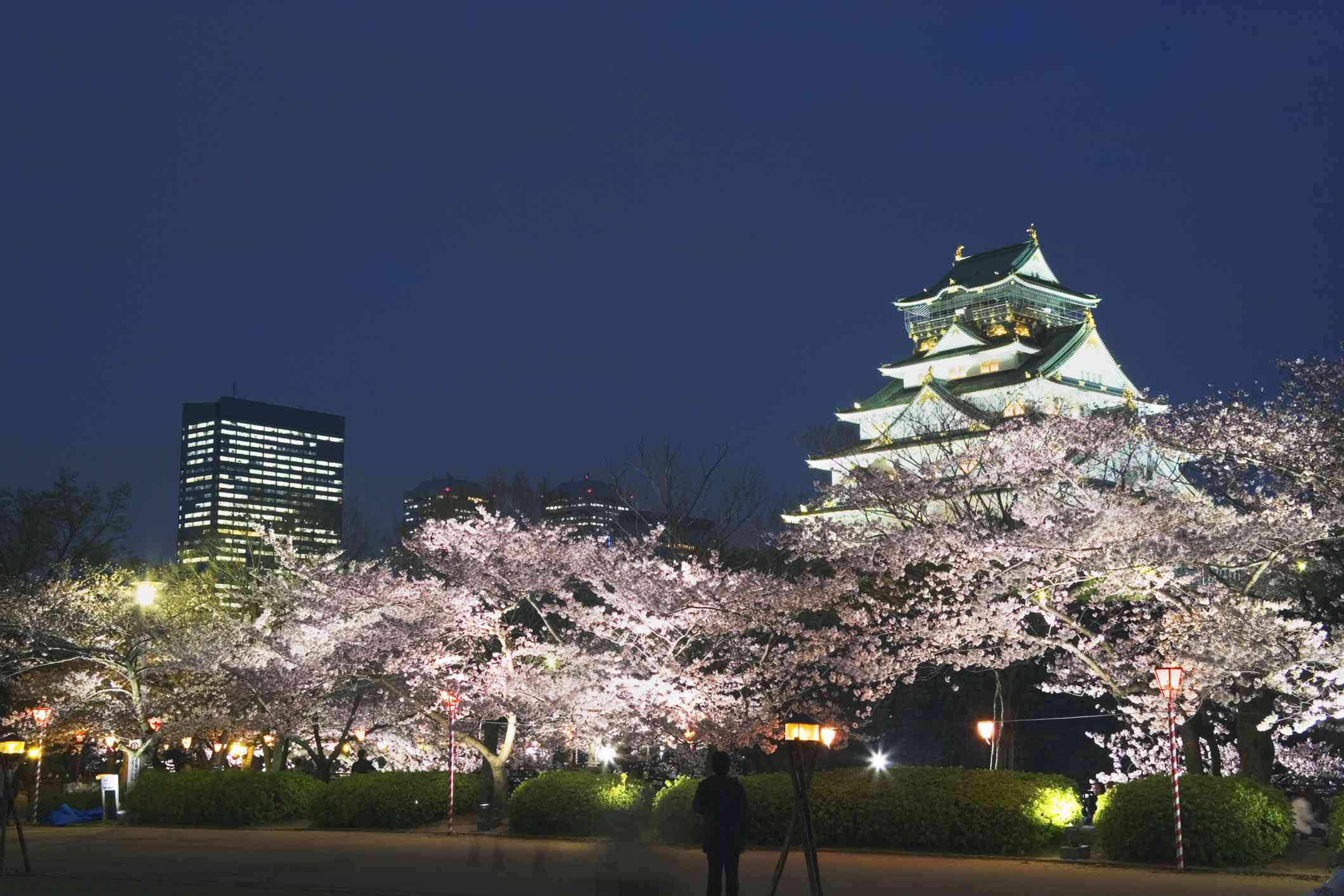 粉红色的樱花树在大阪城堡周围的鲜花，夜晚在晴朗的天空下