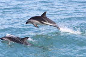 新西兰海岸的赫克托海豚＂width=