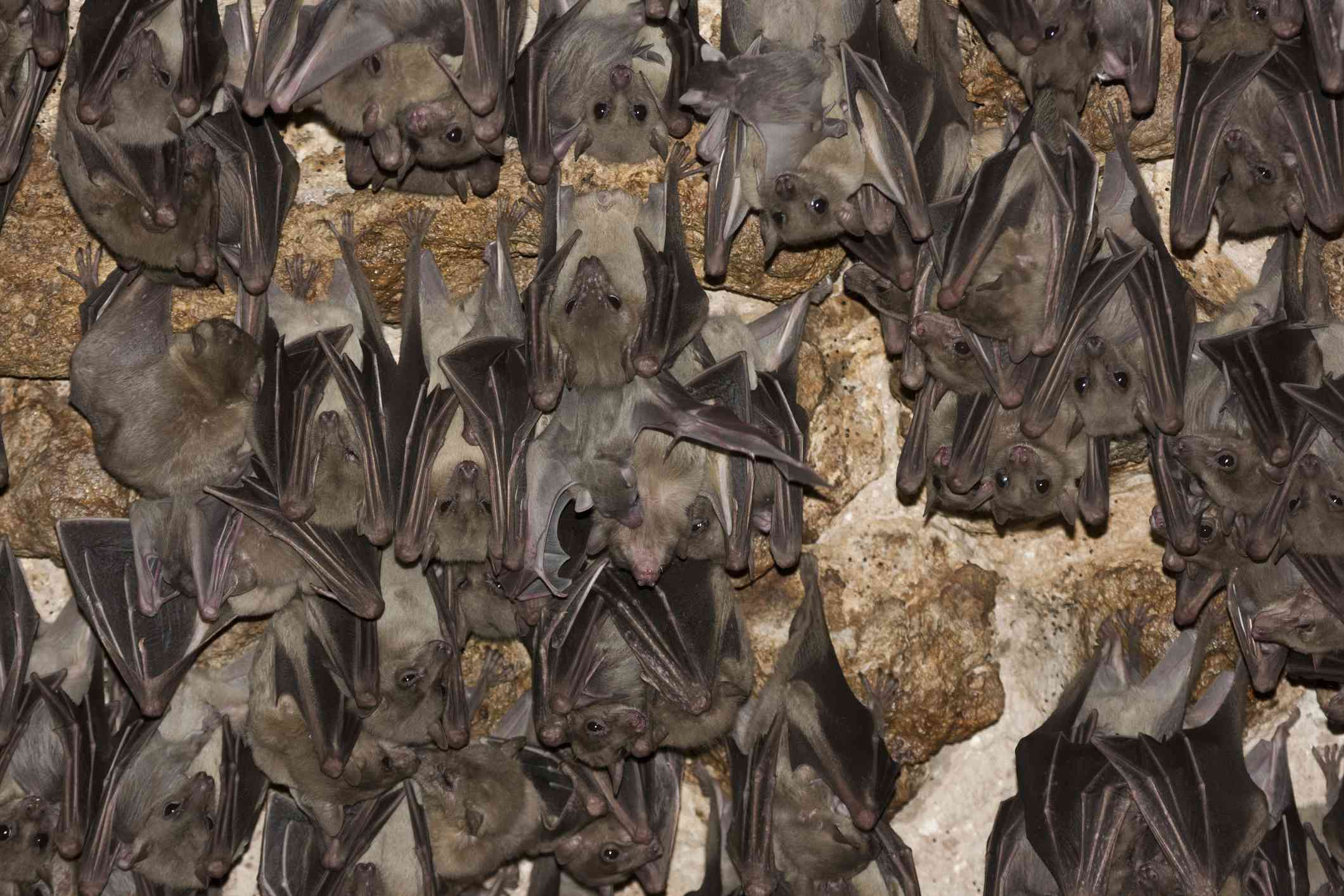 埃及rousette蝙蝠挂在晚上一大群”width=