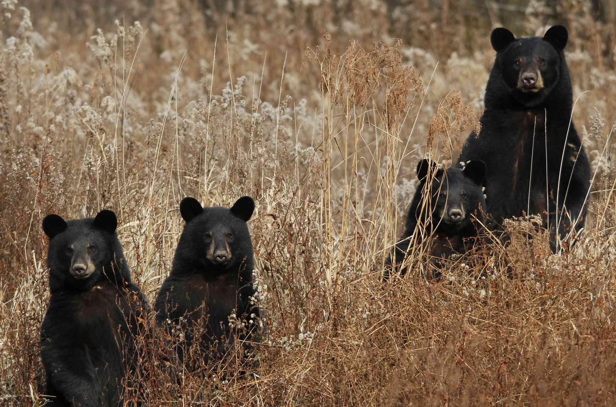 雌性黑熊，三只幼崽站在小麦田里
