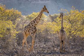 两只努比亚长颈鹿站在一片金合欢树的地里。