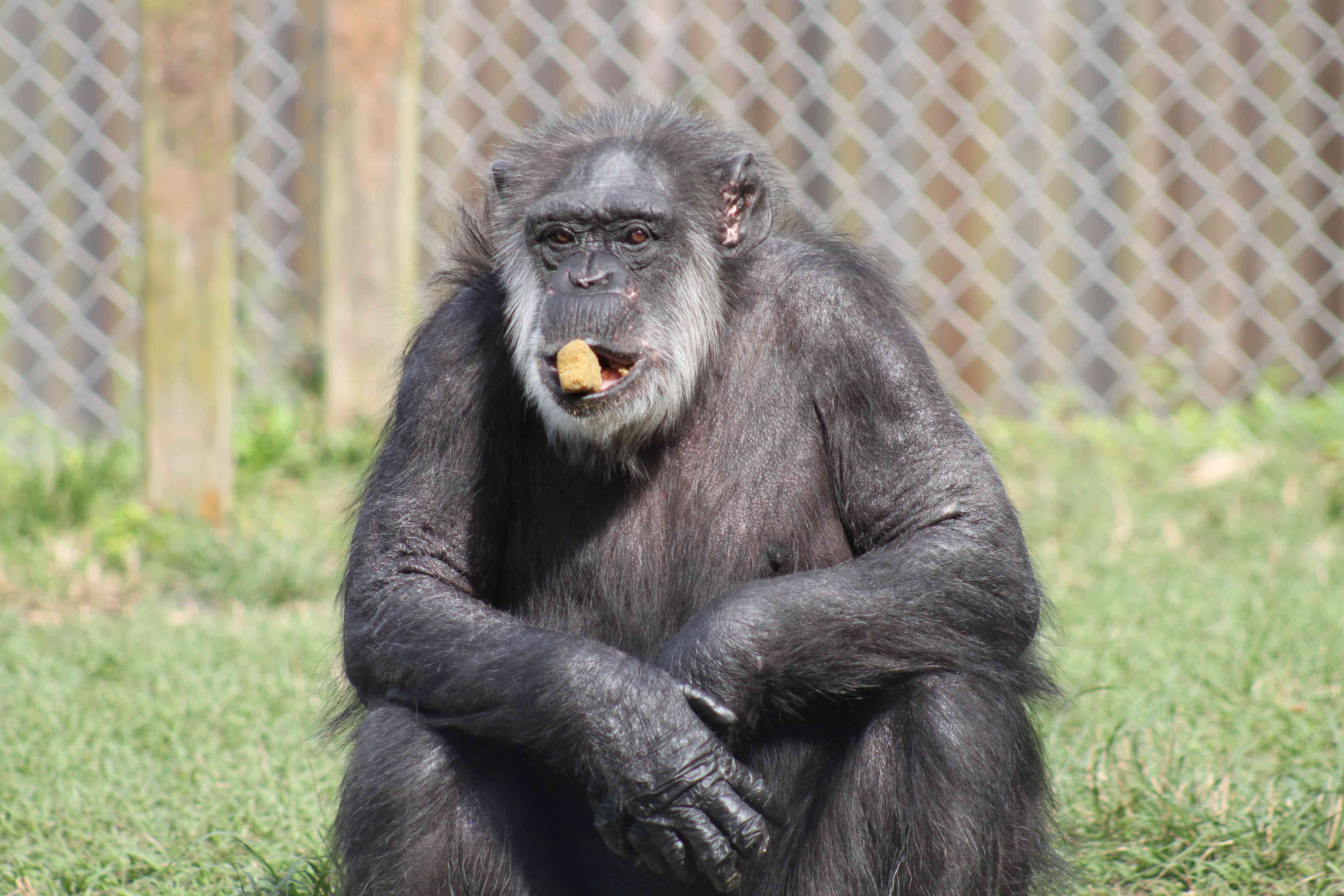 黑猩猩艾米丽有小吃“width=