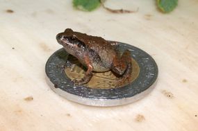 在墨西哥10比索硬币上新发现的青蛙“width=