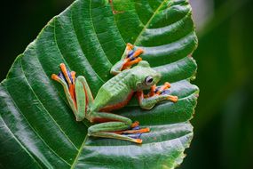 一只绿色和橙色相间的华莱士飞蛙坐在一片叶子上。