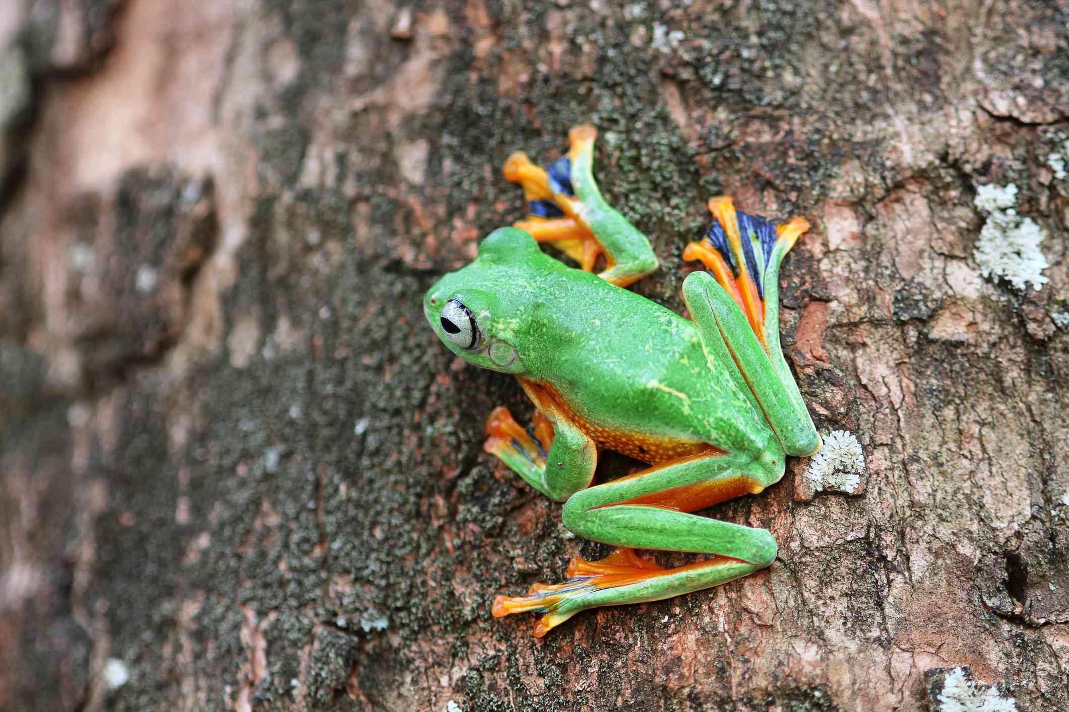 一只绿色的华莱士飞蛙，有紫色和橙色的脚，在树干的一侧＂width=