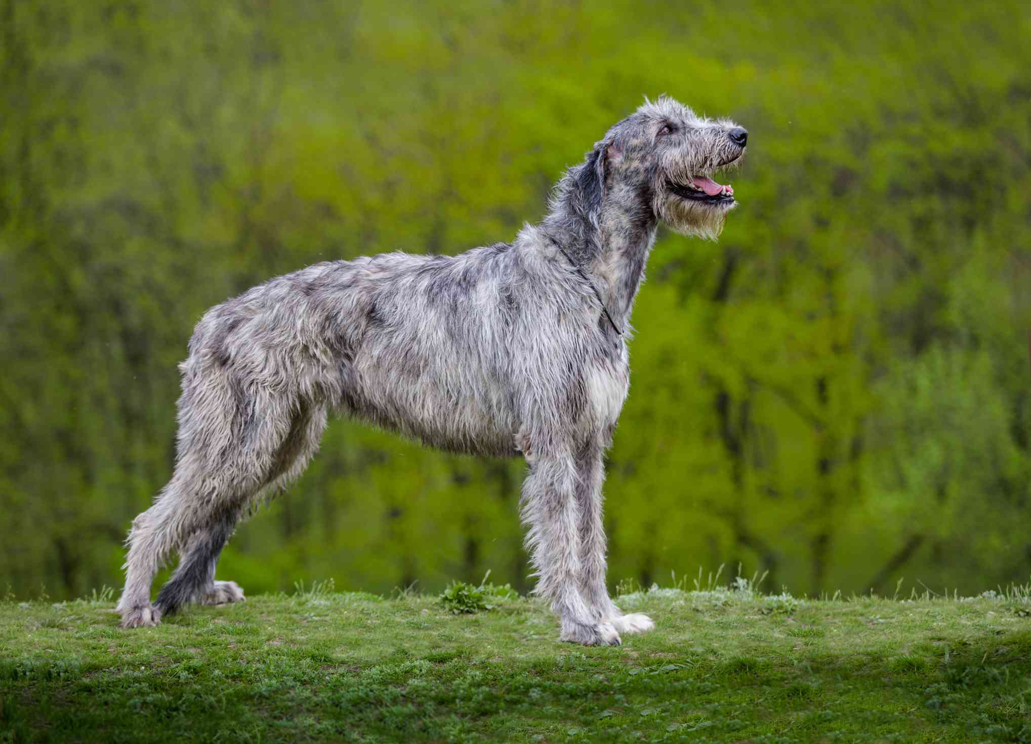 一只爱尔兰狼狗站在草地上＂width=