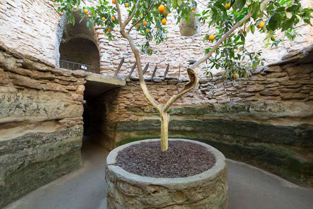 加利福尼亚州弗雷斯诺市森林地下花园，一棵装在石头容器里的橘子树