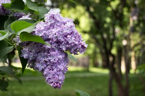 紫丁香开花。布什丁香花盛开。