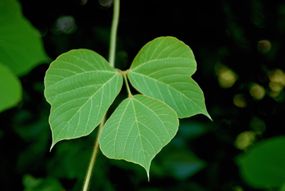 藤蔓上的葛根叶子，这是一种入侵植物，你不应该堆肥