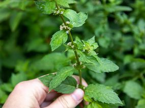 hand plucks large twig of mint with flowers from outside garden