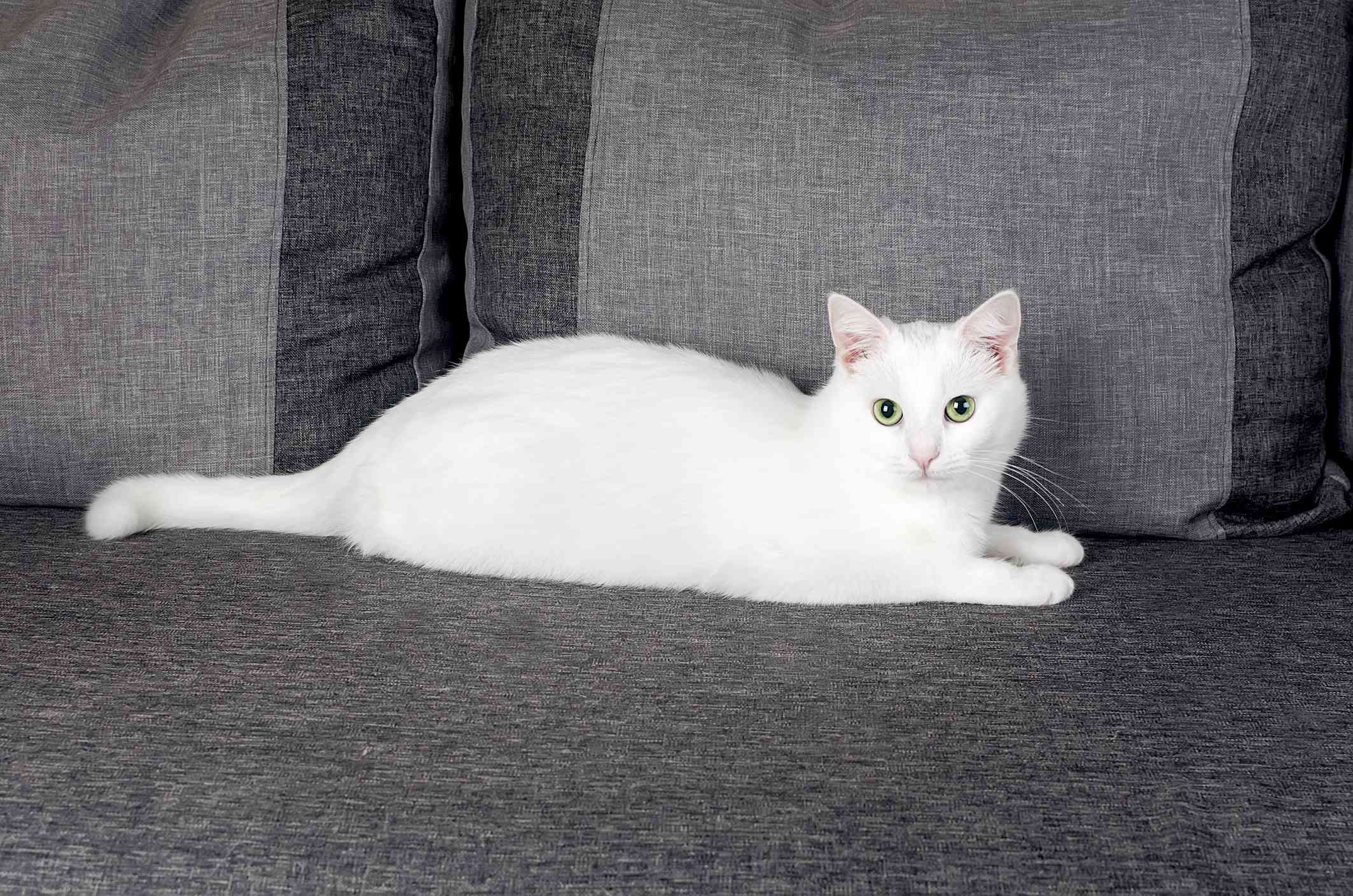 白色土耳其安哥拉猫伸出一个灰色的沙发上