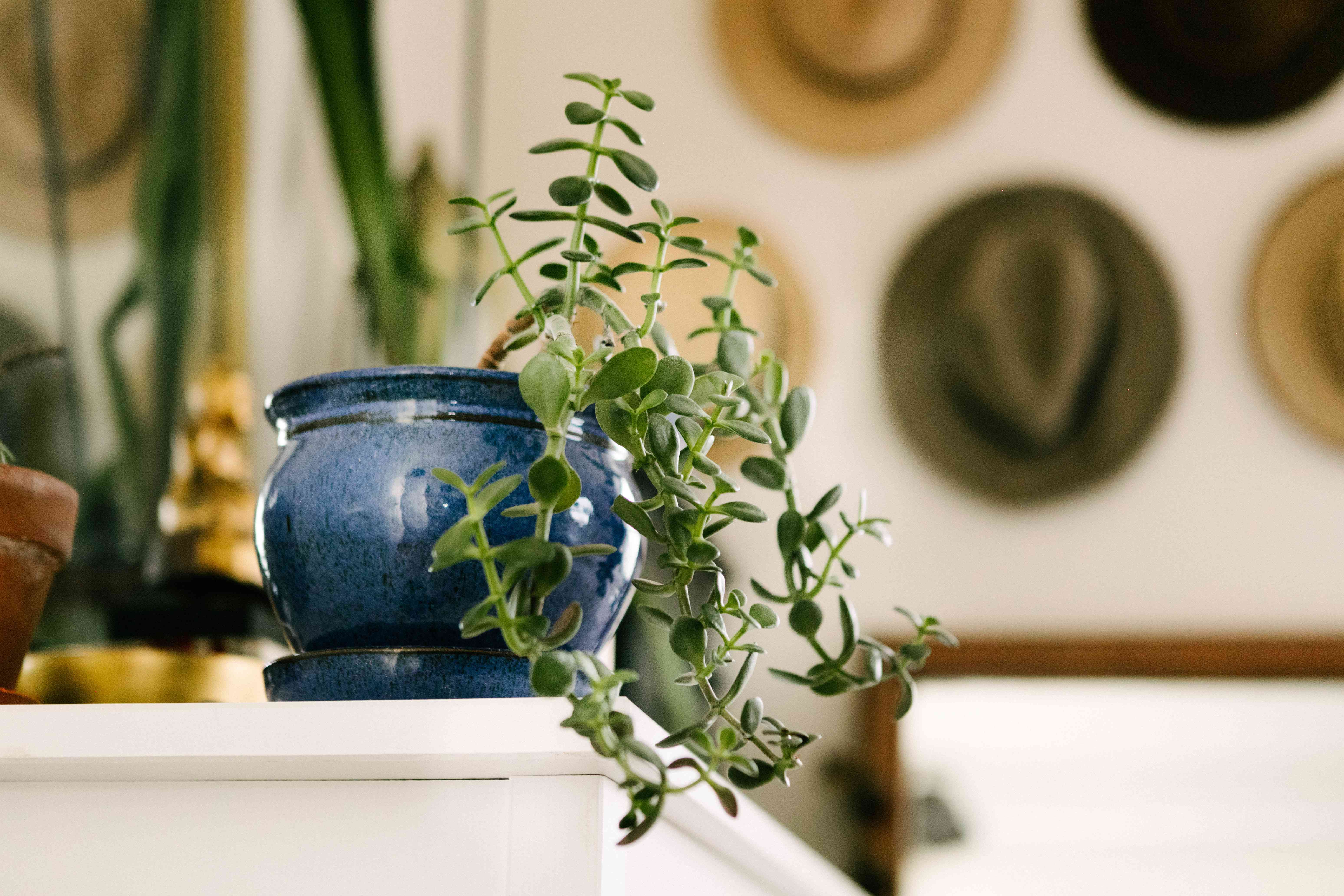 蓝色花盆里的玉石植物倚在帽子墙的架子上＂width=