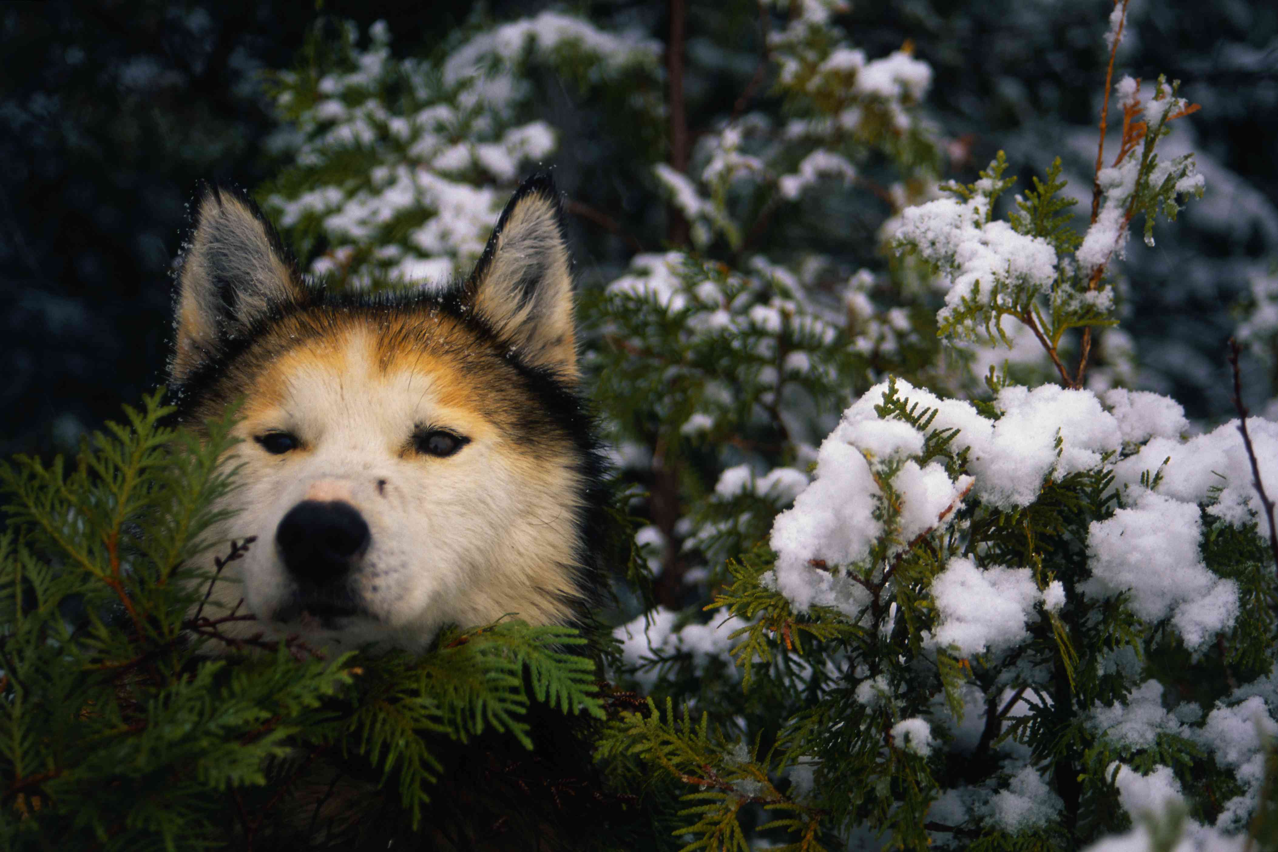 雪橇犬和雪松树枝＂width=