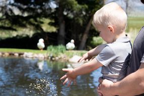 蹒跚学步的男孩将鸭子食物扔进池塘里，鸟儿在背景中观看