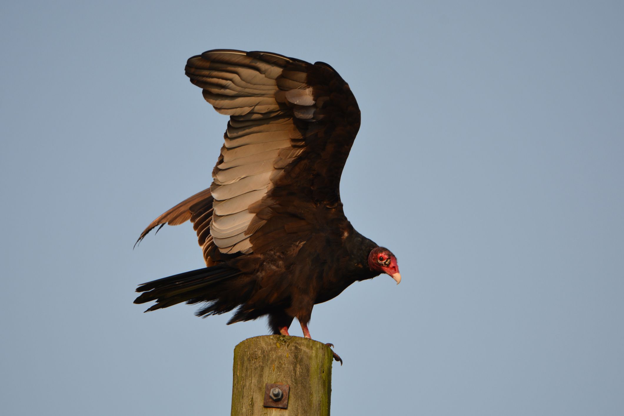 秃鹫躺在木柱上，黑色的大翅膀向上张开