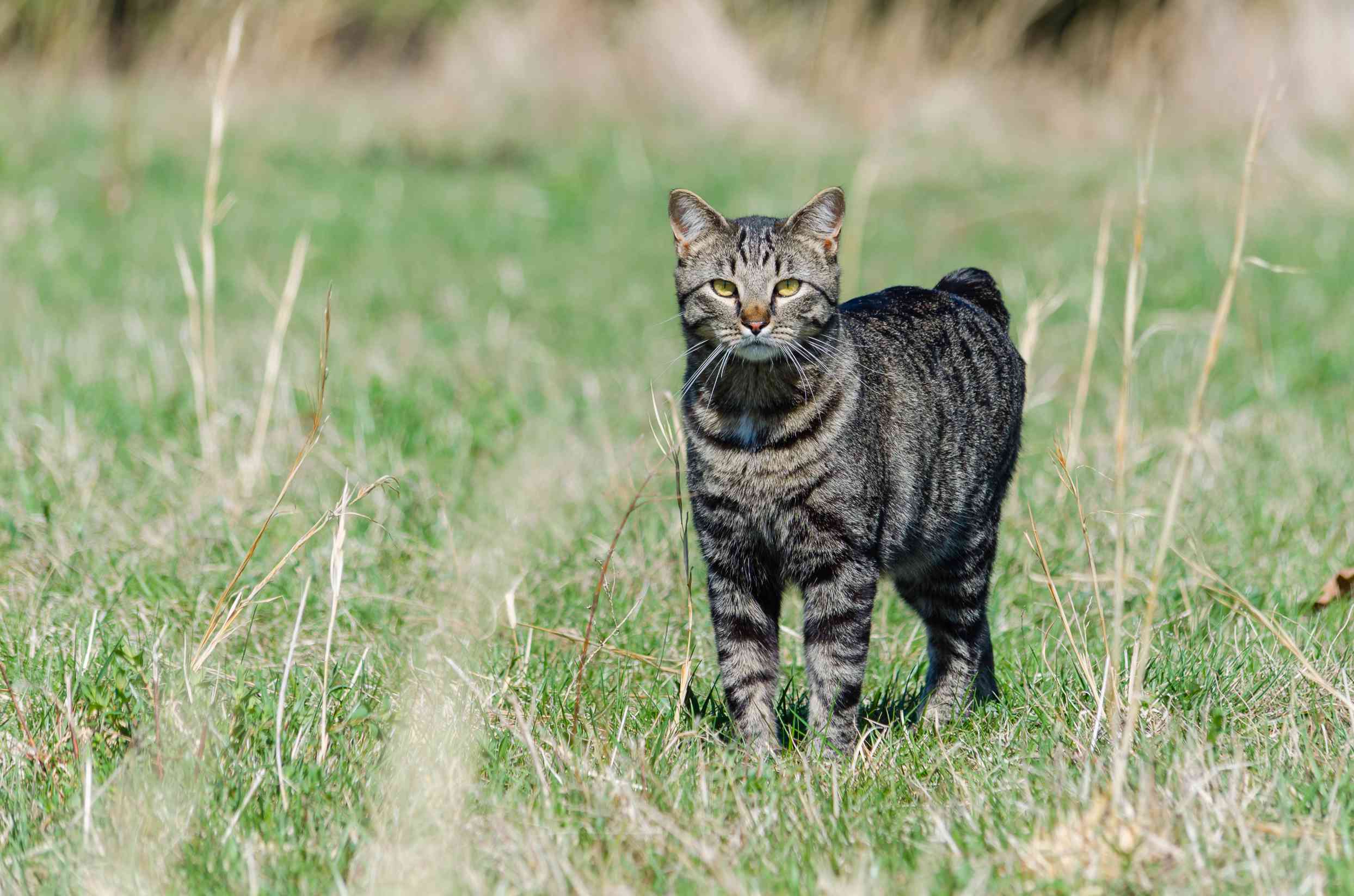 tabby-colored曼岛猫站在一个字段