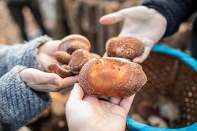 手工挑选的shiitake蘑菇手用篮子握在手中。“width=