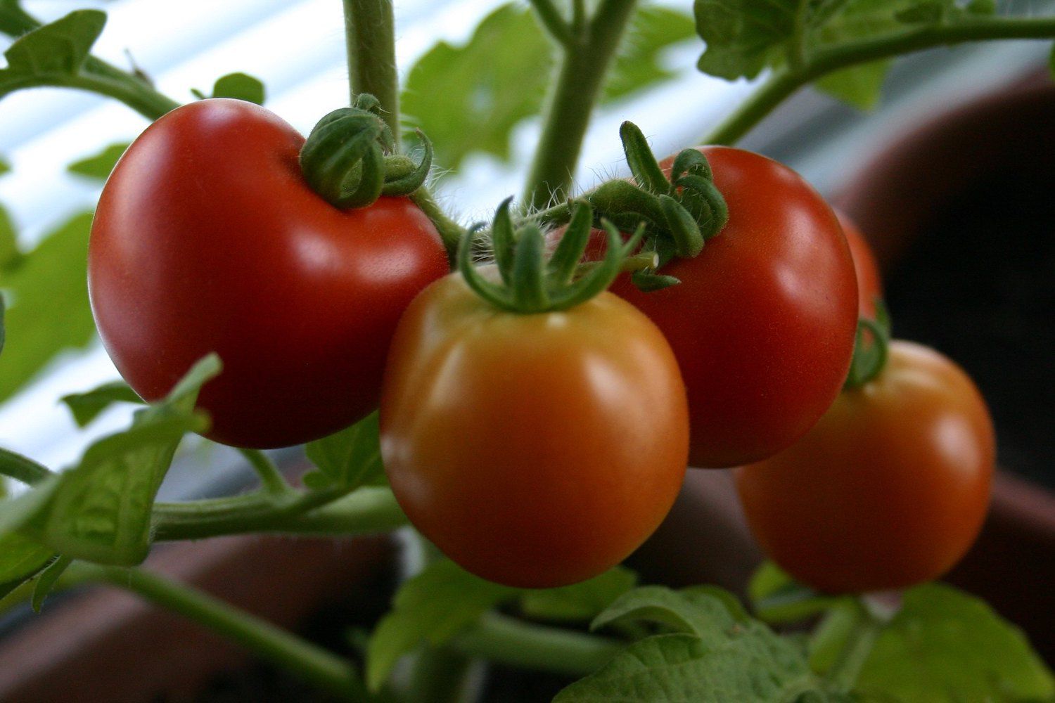 四个室内种植的接近成熟的西红柿的特写＂width=
