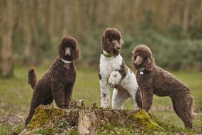 三只棕色和白色的标准贵宾犬站在树桩上