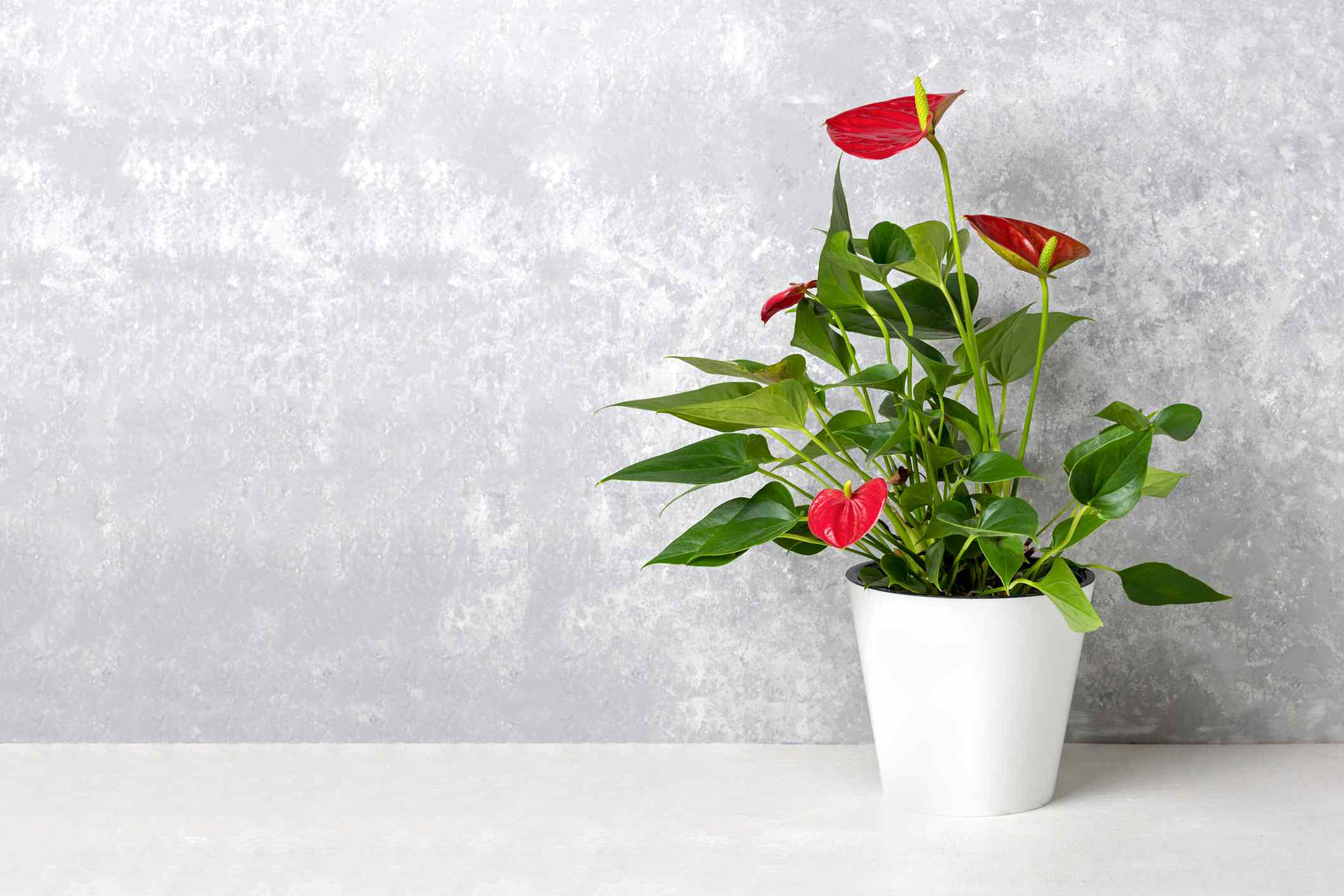 室内盆栽植物花烛属植物在白色花盆孤立在白色表和灰色背景花烛属植物是心脏-形状的火烈鸟花花”width=