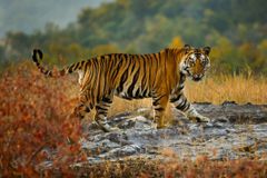一只孟加拉的老虎穿过印度中央邦的班达加尔国家公园。