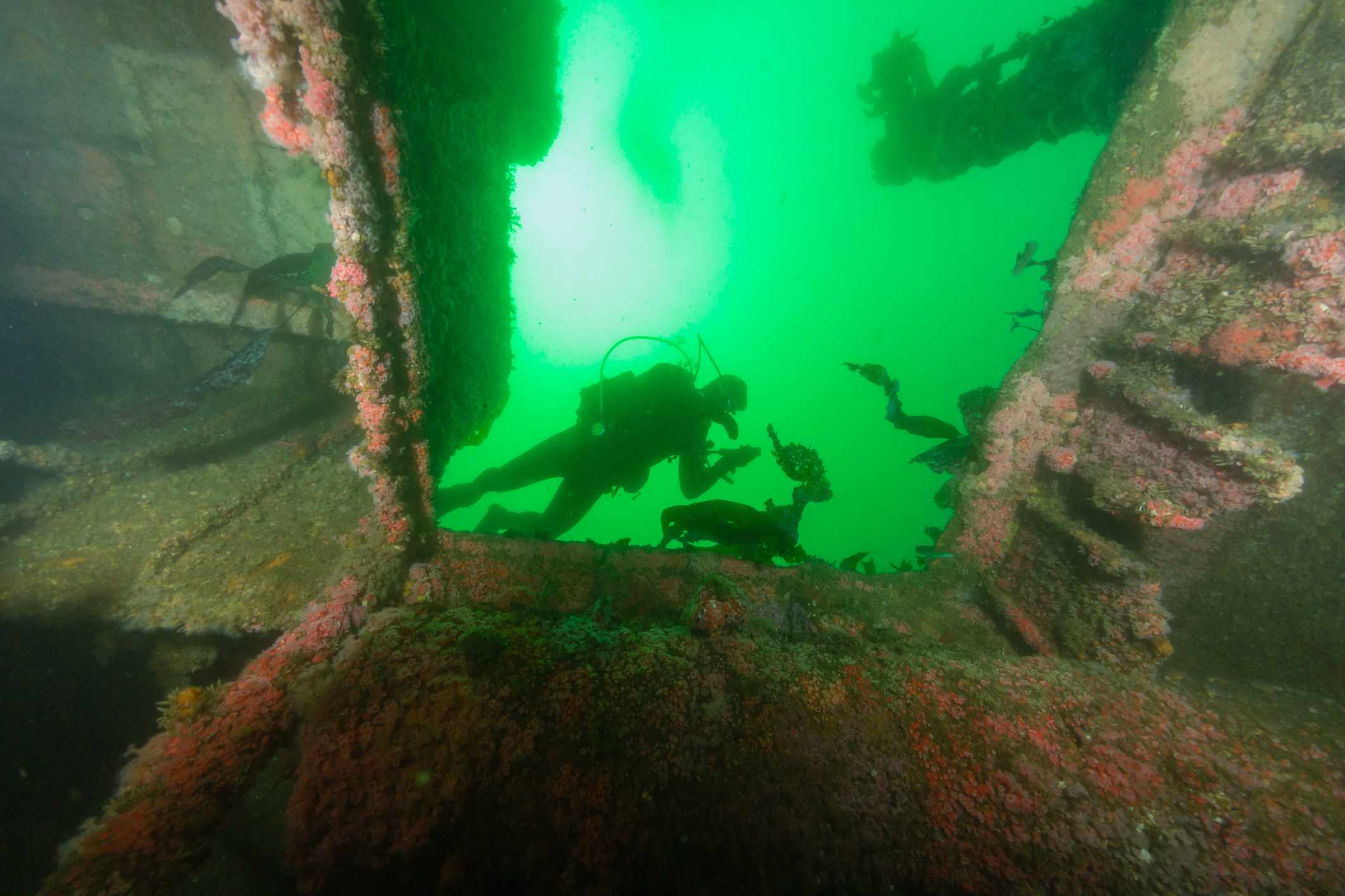 从下面往上看，潜水员漂浮在加州圣地亚哥的沉船鲁比E的内部