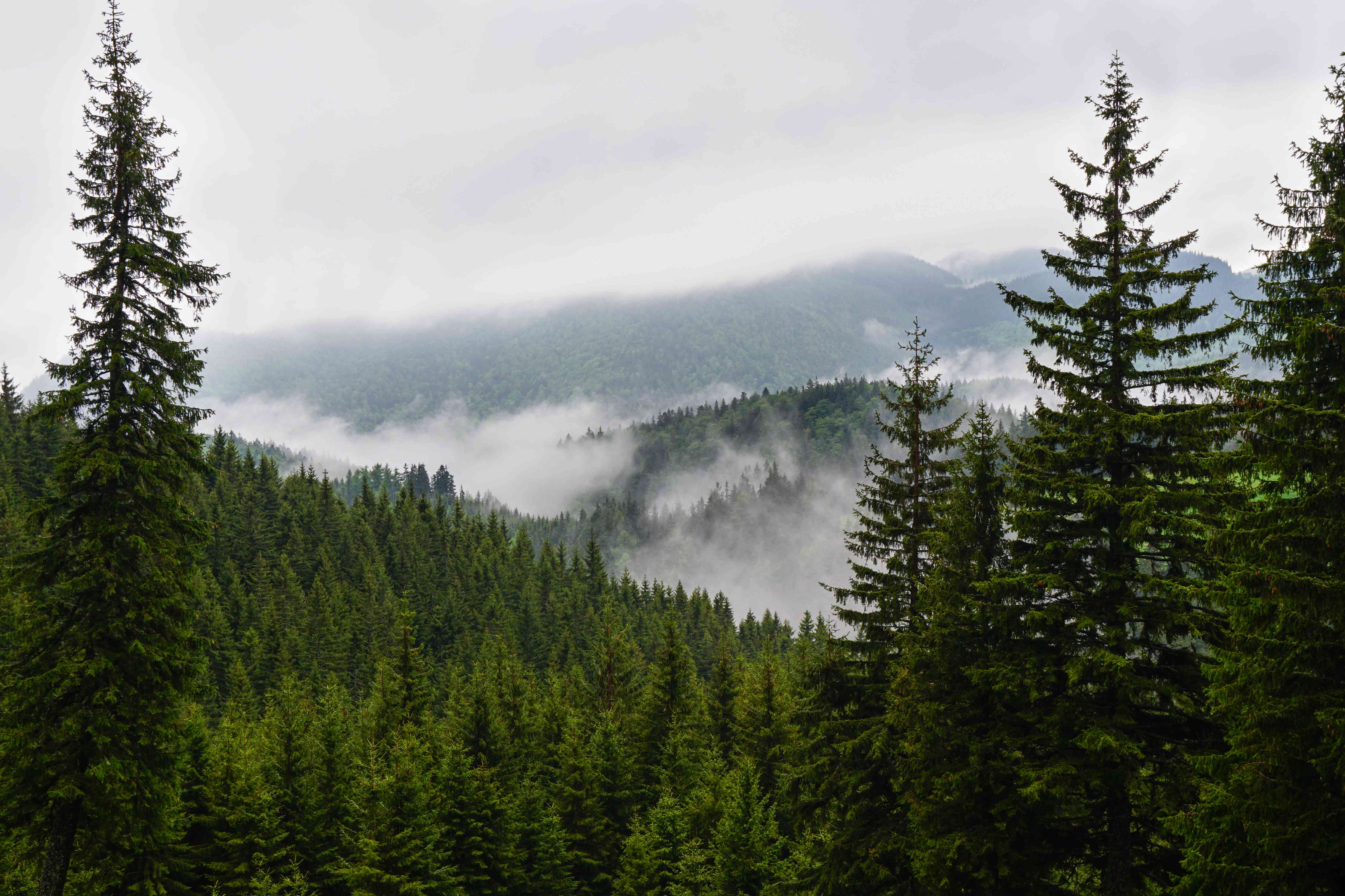 令人毛骨悚然的风景拍摄松树林与雾雾在山的背景