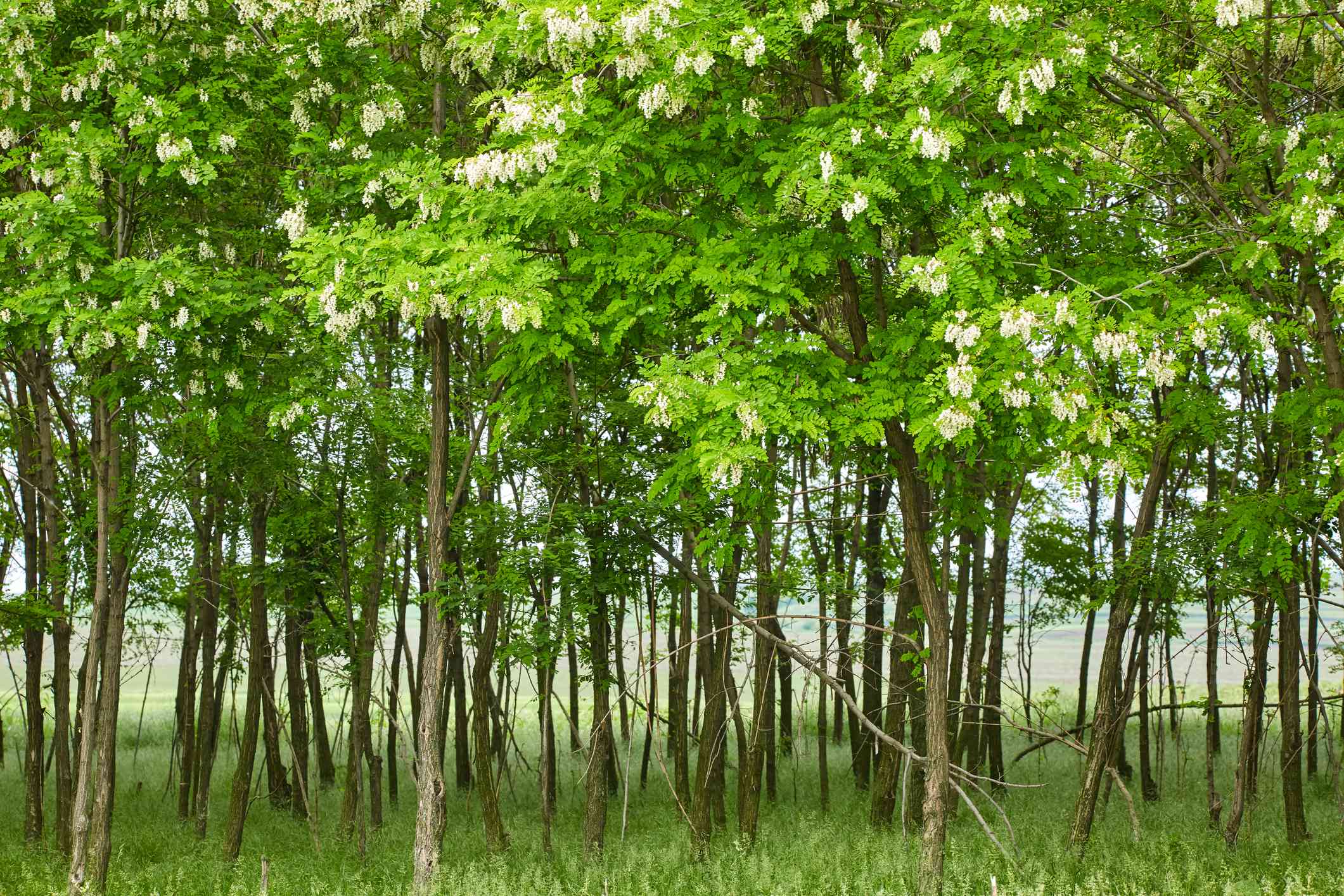 槐树在开花。