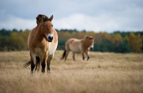 两匹长着刚直鬃毛的p马，粗壮的身体，棕色的外套，腿上有斑马一样的条纹＂width=