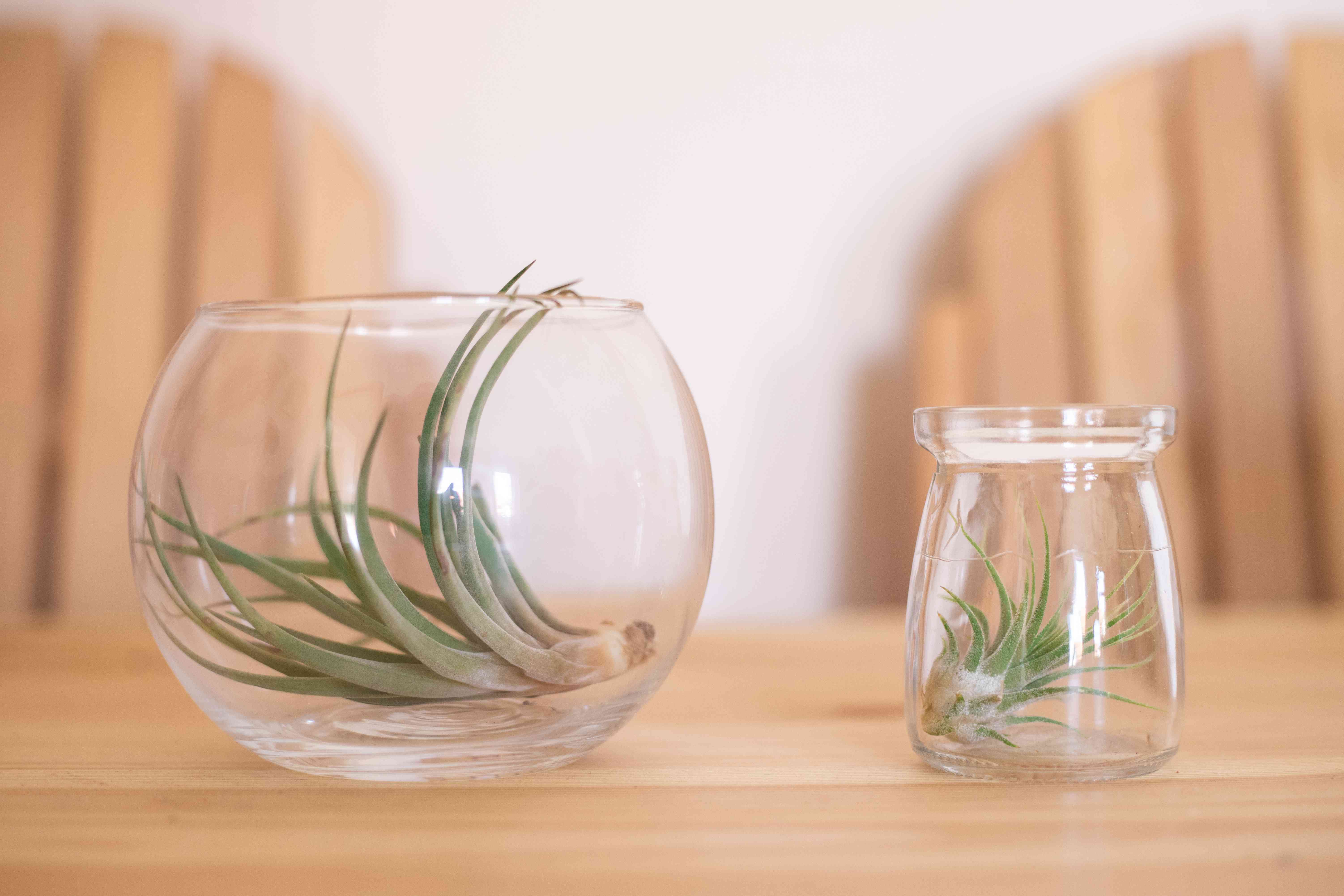 两株装在玻璃容器中的空气植物放在木桌上，背景是阿迪朗达克椅＂width=