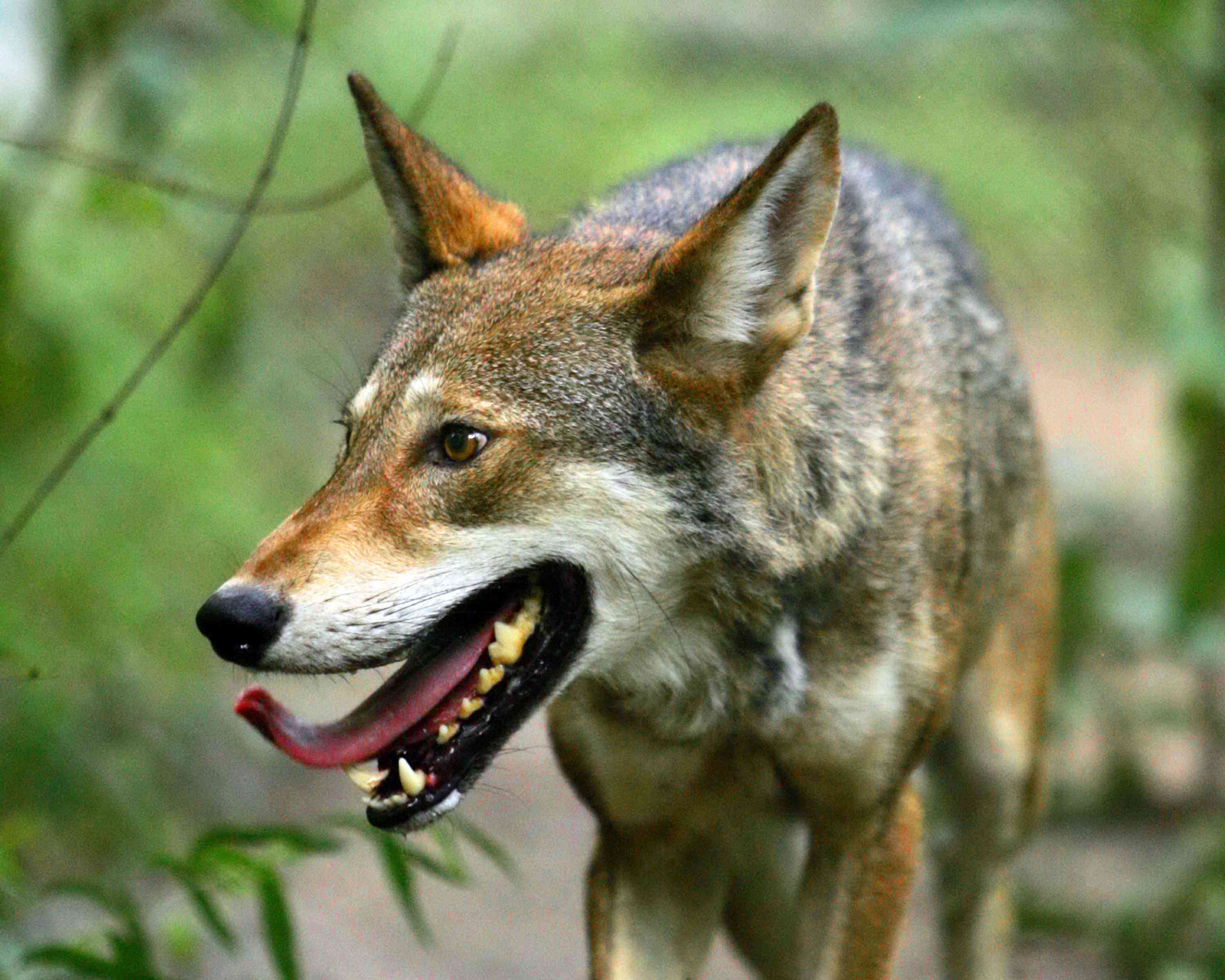红太狼(Canis rufus)