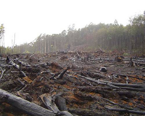 A plot of land that has been deforested