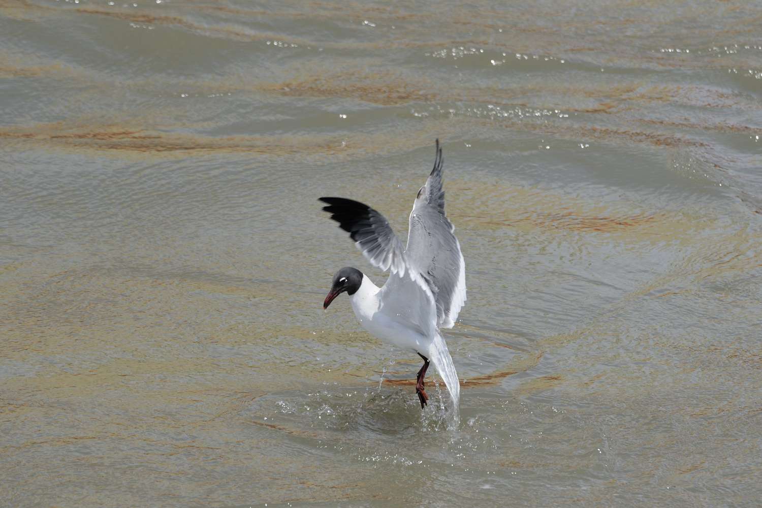 在路易斯安那州，一只鸟浸入了被石油污染的水中。