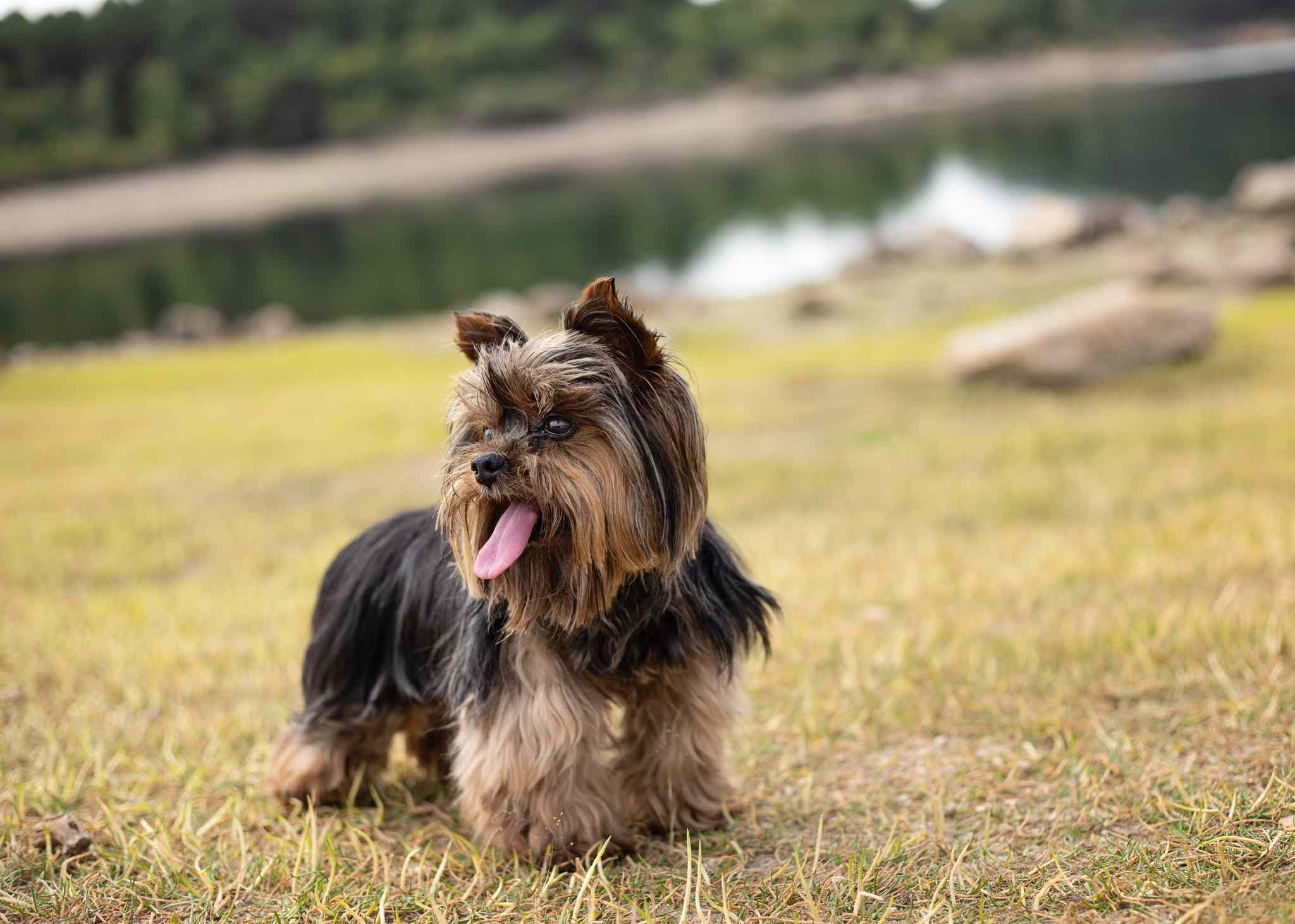 户外约克夏梗犬的肖像