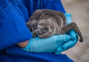 Humboldt penguin chick being held