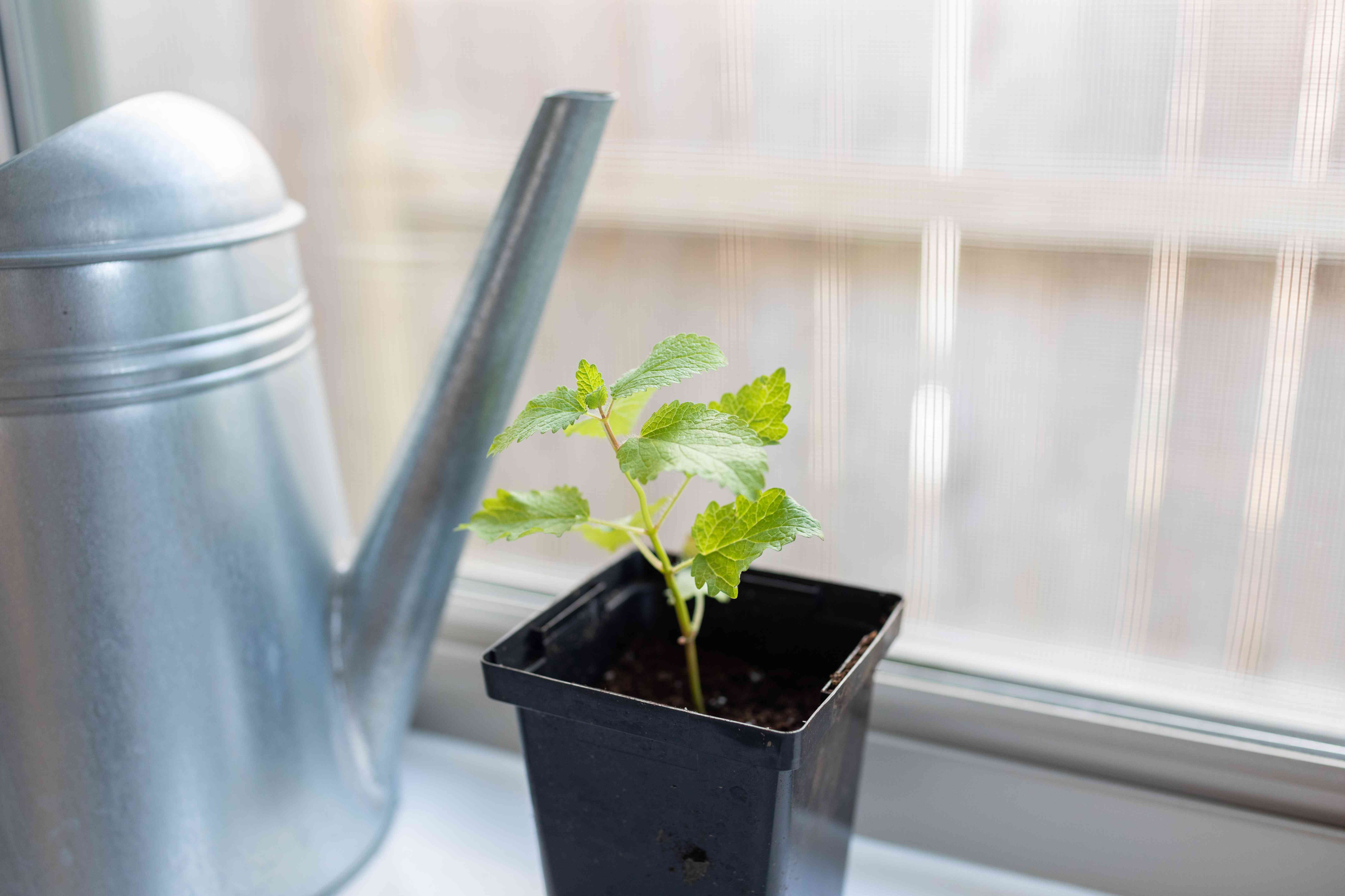 塑料容器中的柠檬香脂起动植物位于浇水旁边的窗台上“width=