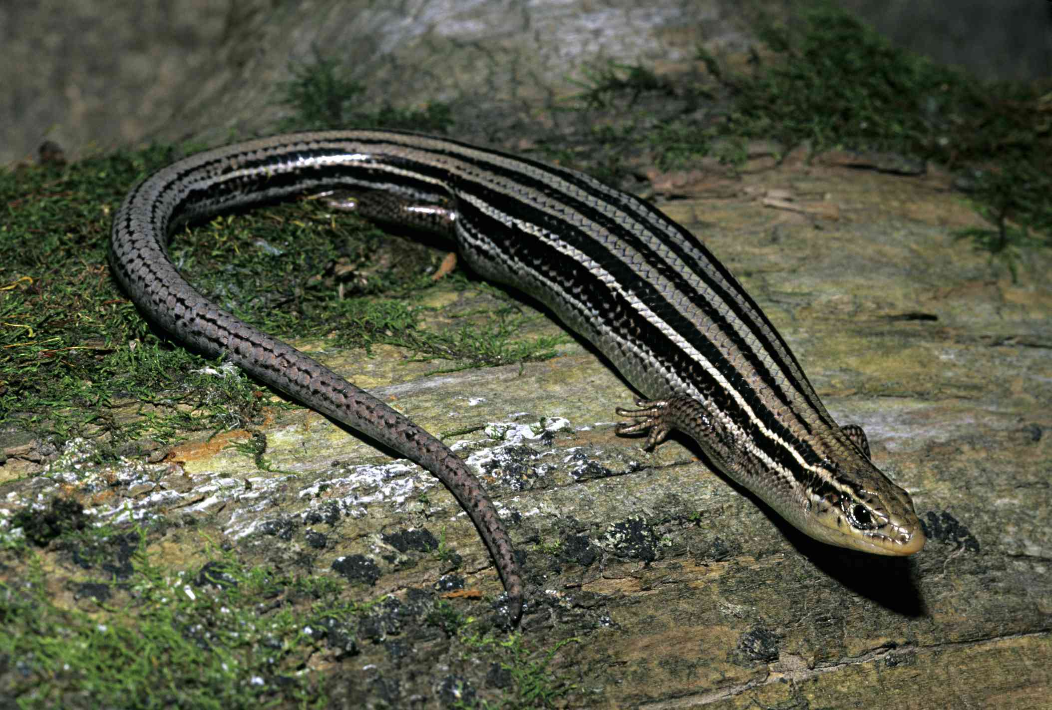 条纹草原小蜥蜴尾巴的尖端弯曲向它的头。”width=
