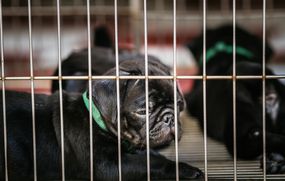幼犬加工厂是商业繁殖设施，他们将利润置于对动物的道德对待之上。＂width=