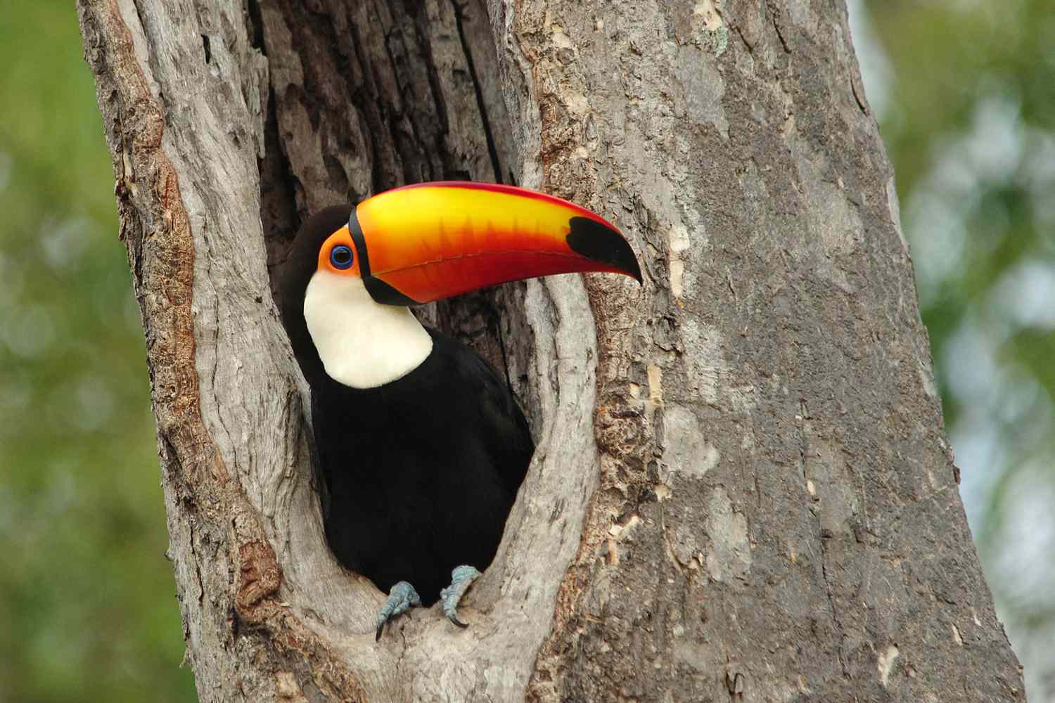 托科巨嘴鸟栖息在巴西潘塔纳尔湿地的巢穴中＂width=