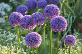生长在花丛中的紫色球茎葱属植物＂width=
